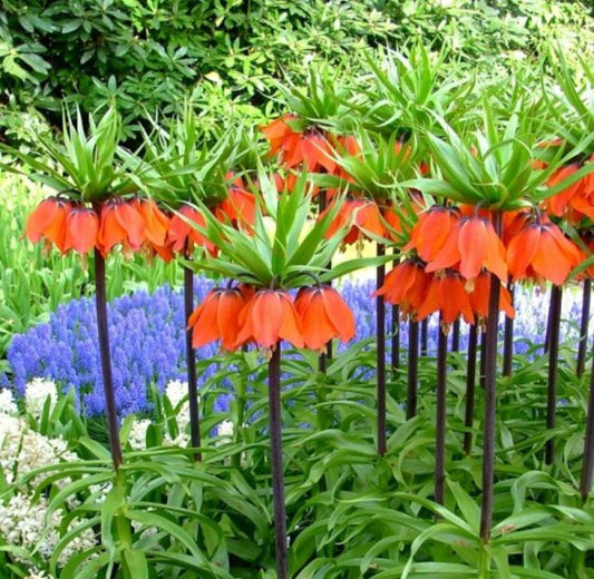 Fritillaria imperialis