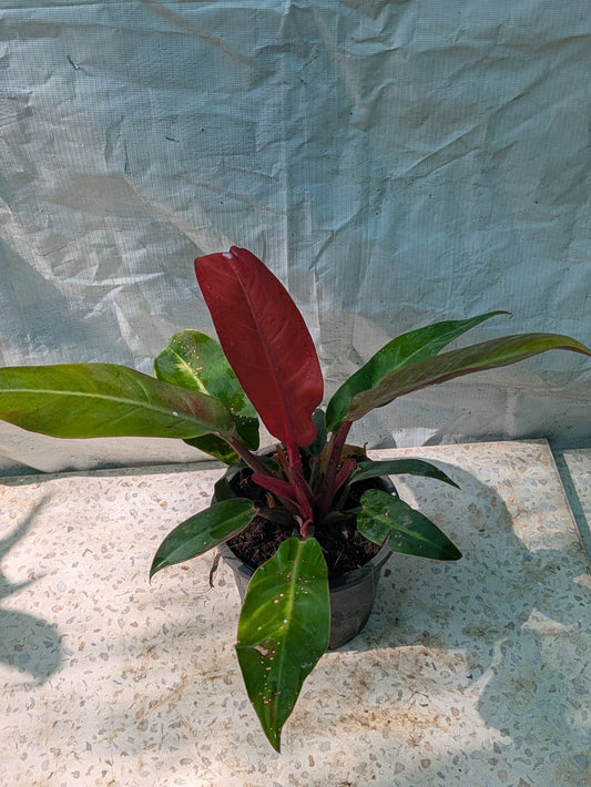 PHILODEDRON SUN RED