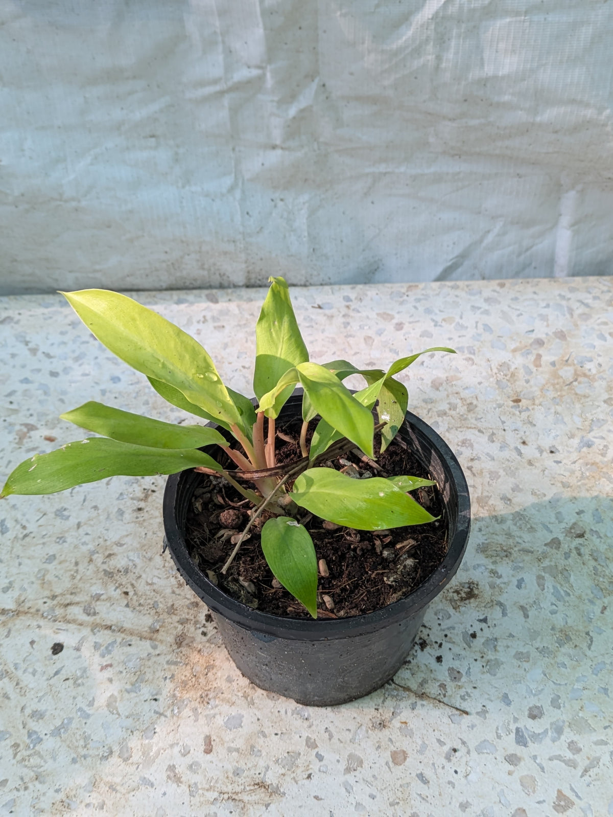 PHLODENDRON THAI SUNRISE