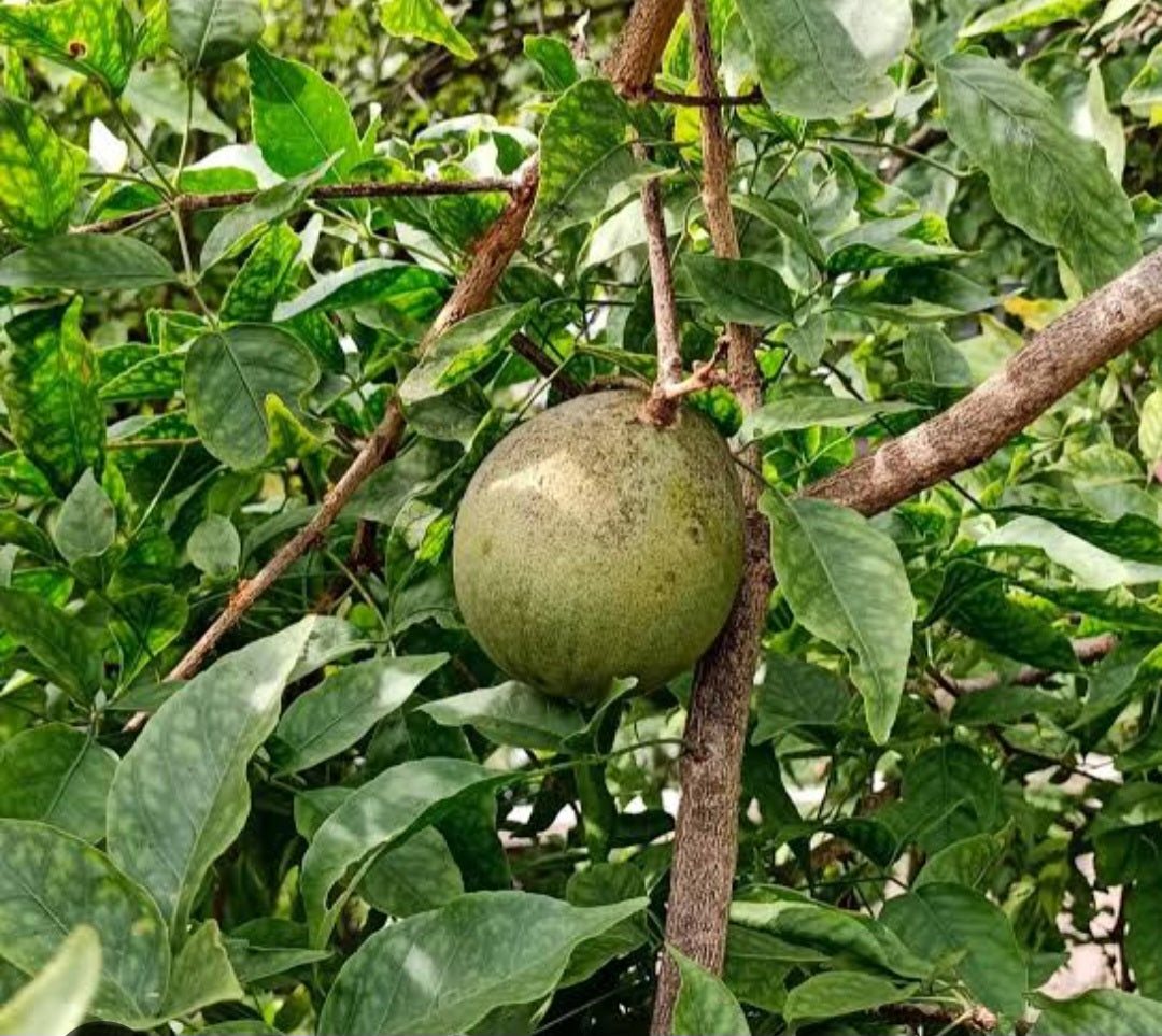 Bael giri (Aegle marmelos)