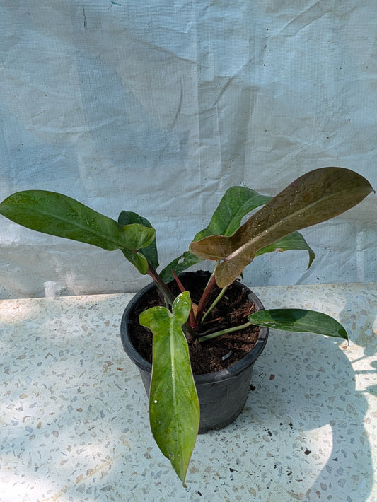 PHILODENDRON FLORIDA BRONZE