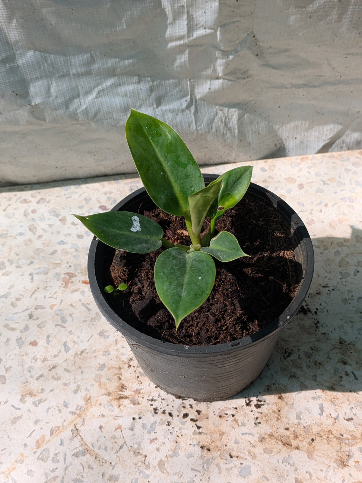 Philodendron melinoni