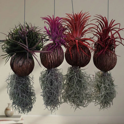 Tillandsia (Airplant) pack of 4