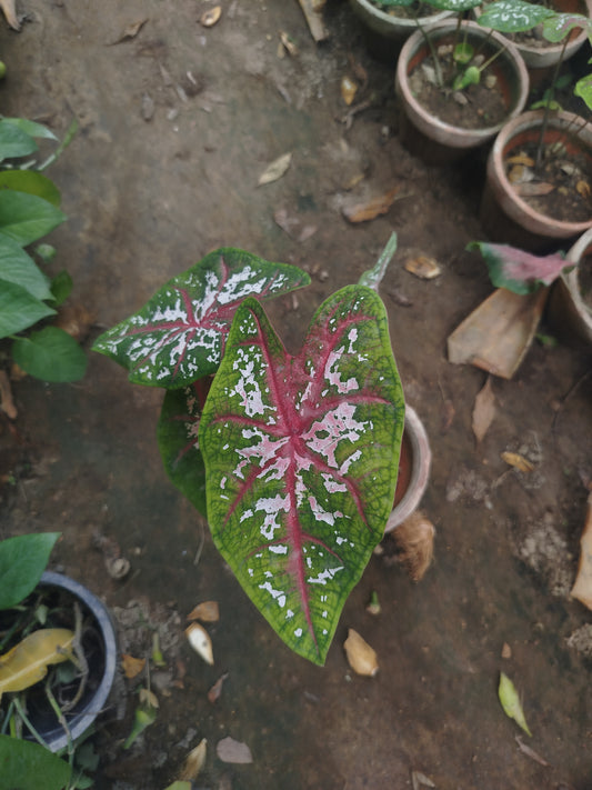 caladium plant