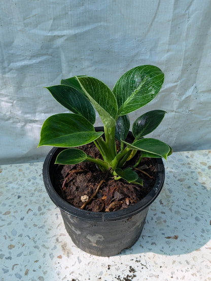 Philodendron birkin
