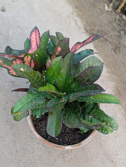 Croton