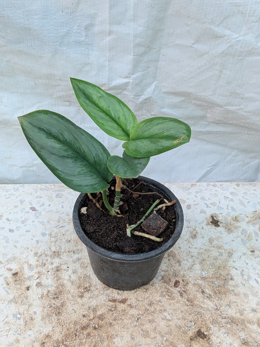 SCINDAPSUS MOONLIGHT
