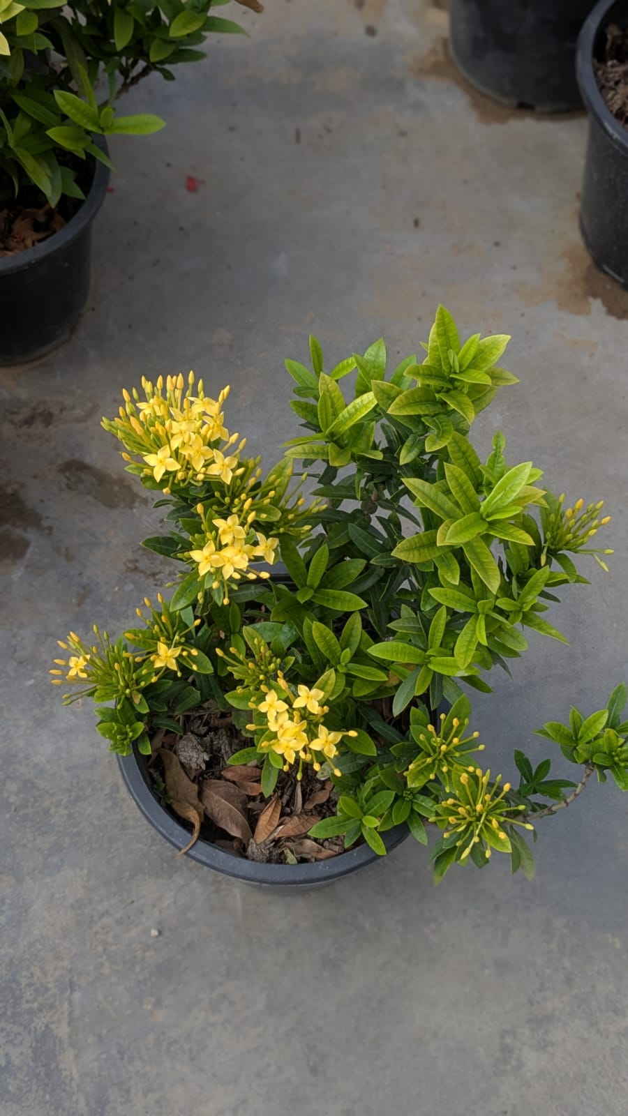 iXora