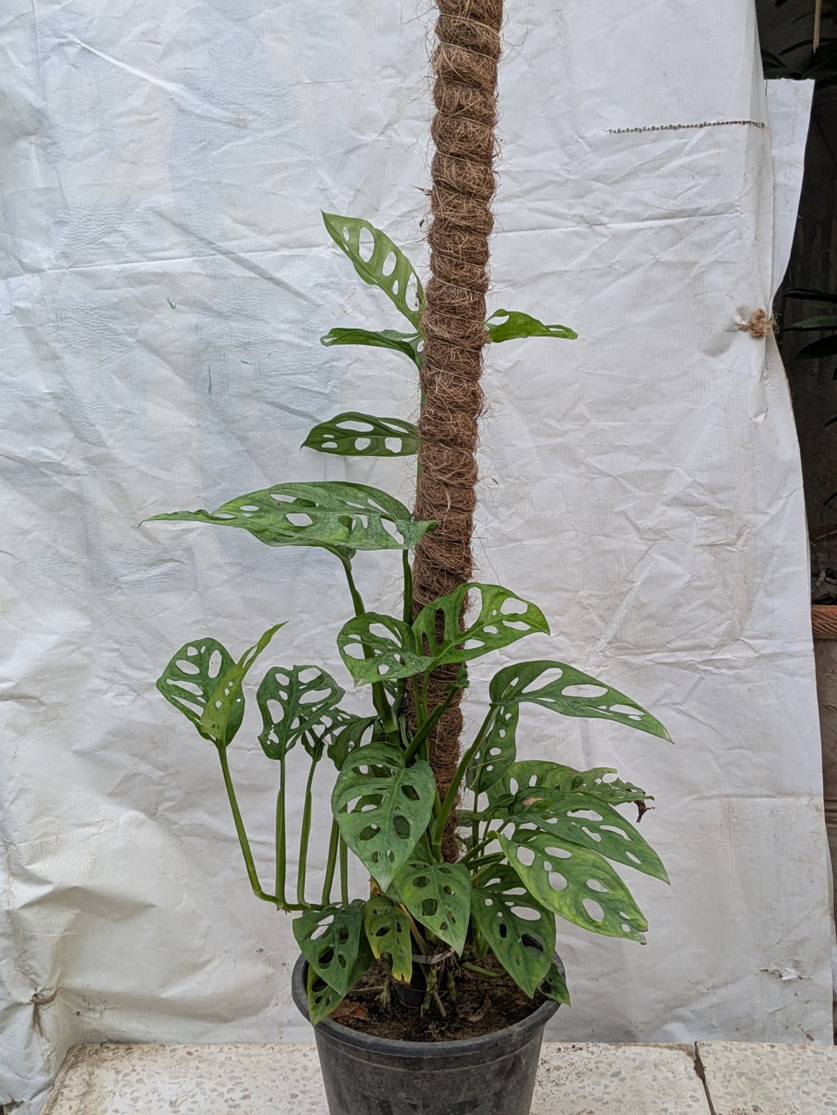 Broken heart (Monstera adansonii)