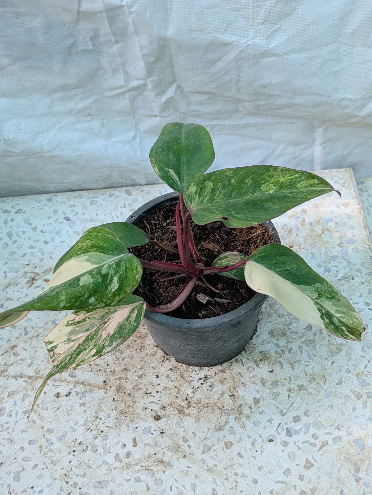 PHILODENDRON STRAWBERRY SHAKE
