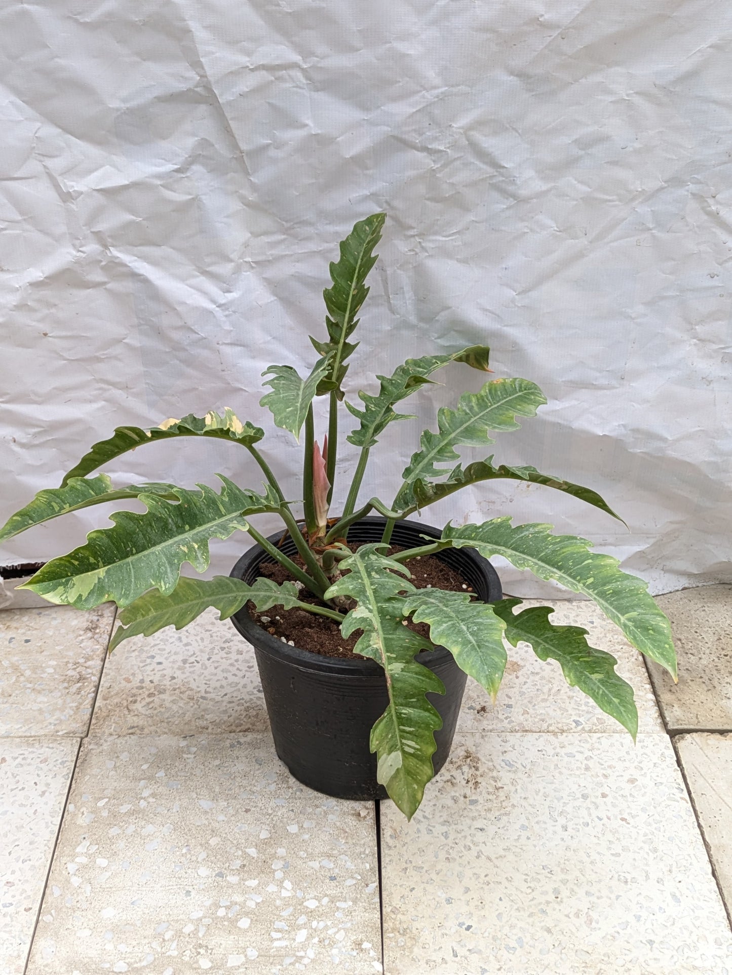 Philodendron ring of fire verigated