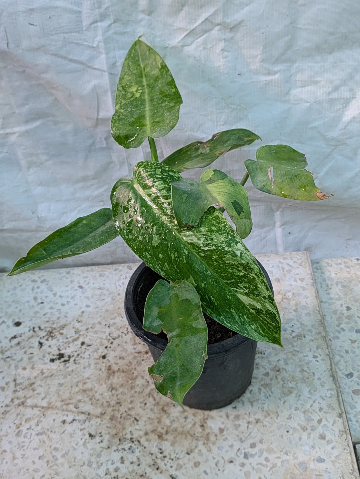 PHILODENDRON JOSE BUONO