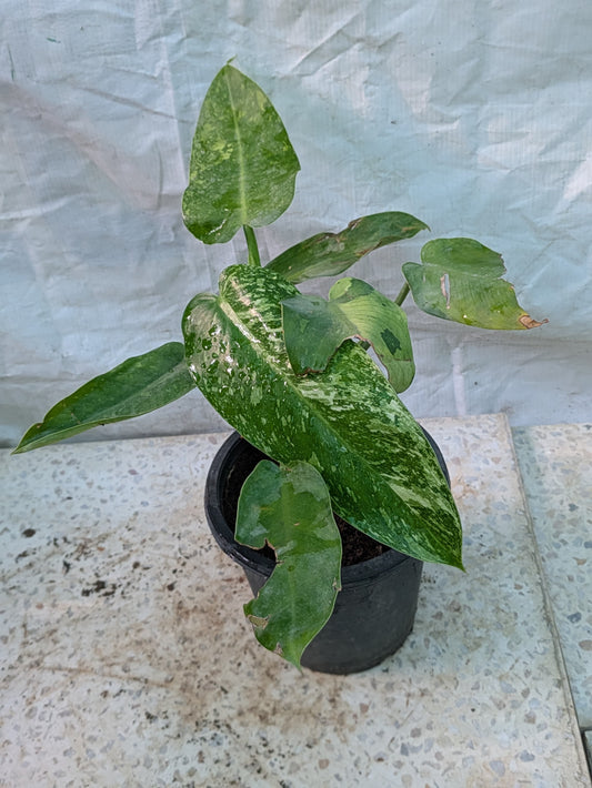 PHILODENDRON JOSE BUONO
