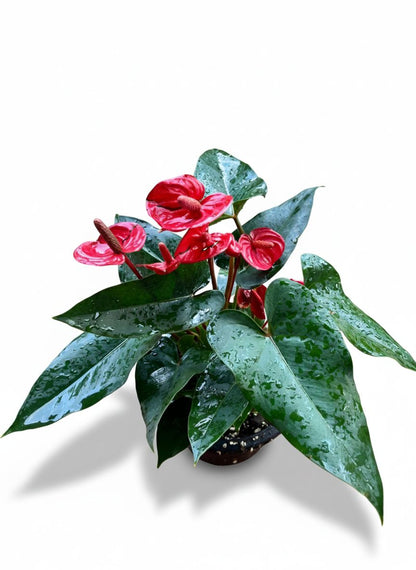 Anthurium