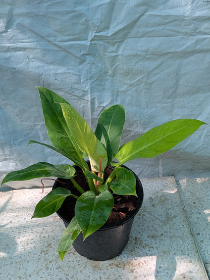 Philodendron moonlight