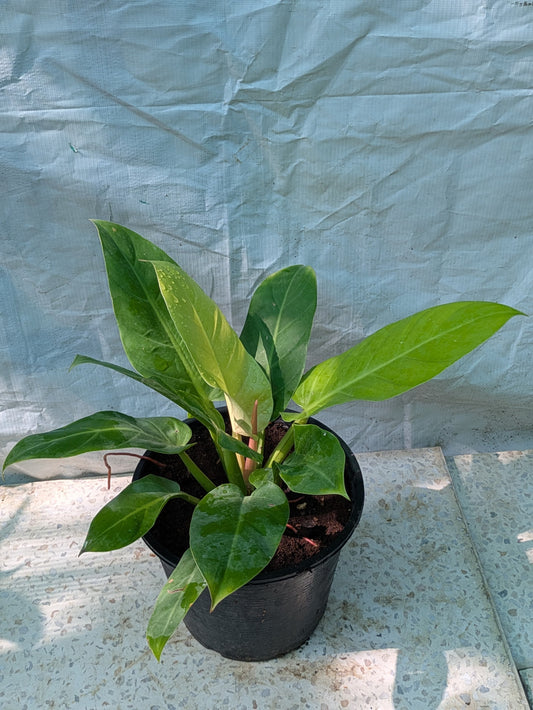 Philodendron moonlight