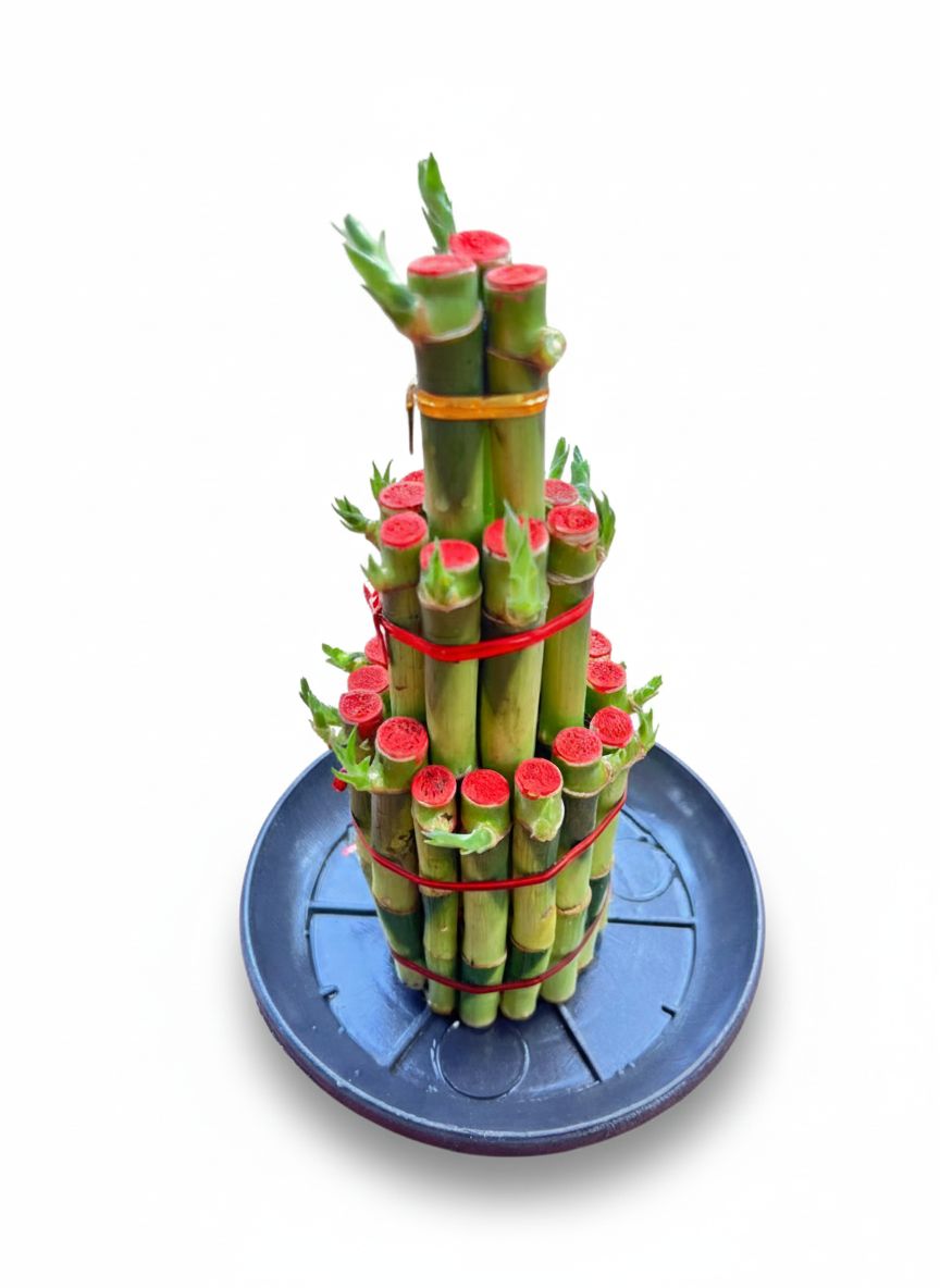 Lucky bamboo 3 step big