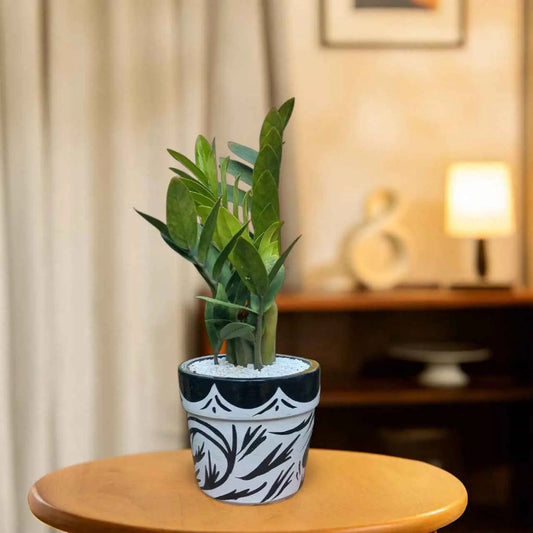 ZZ Plant Green in Painted terracotta pot
