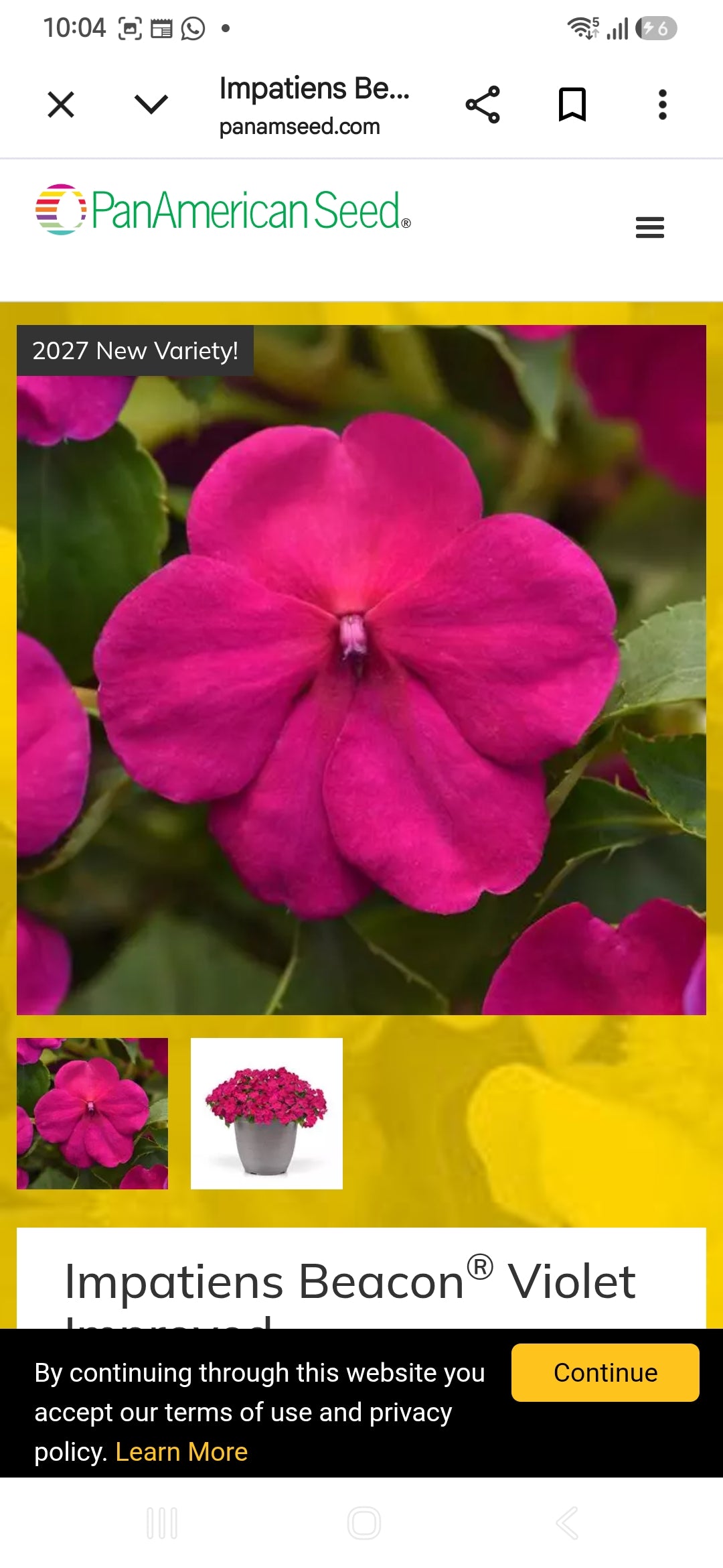 Impatiens Beacon f1  seedling per dozen