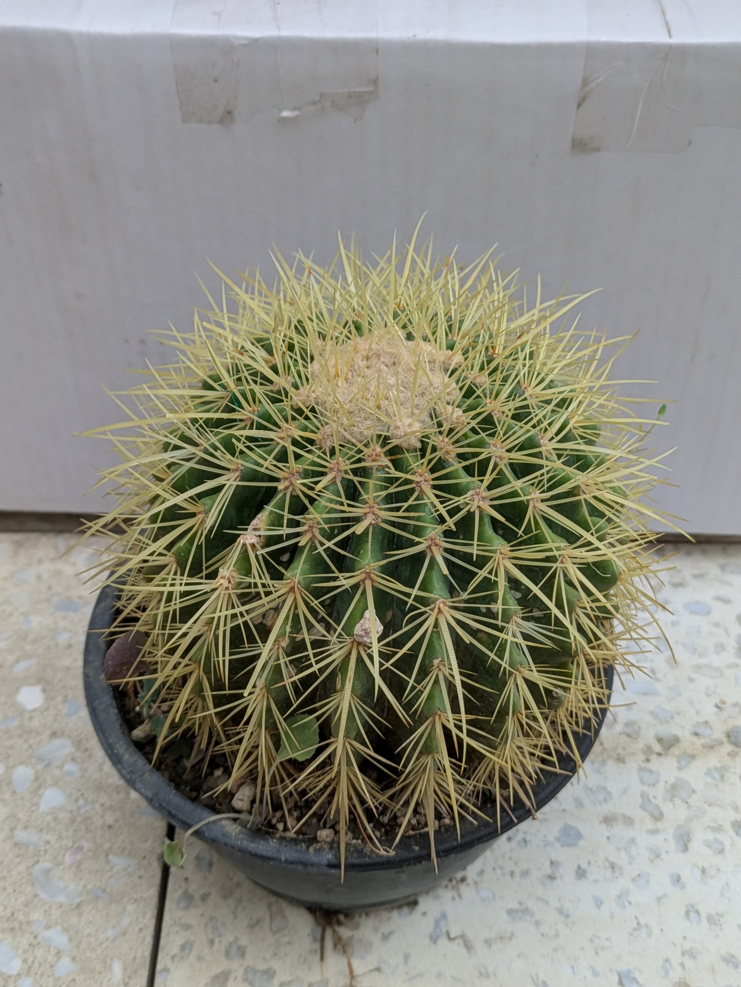 Cactus golden barrel (echinocactus grusonii)