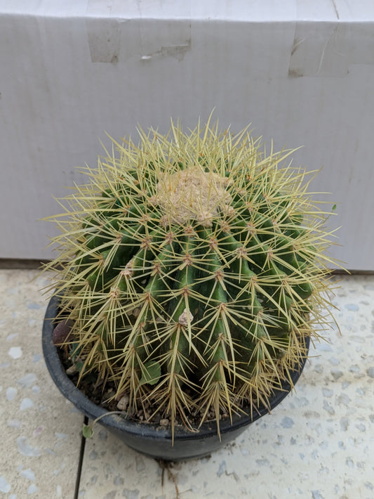 Cactus golden barrel (echinocactus grusonii)