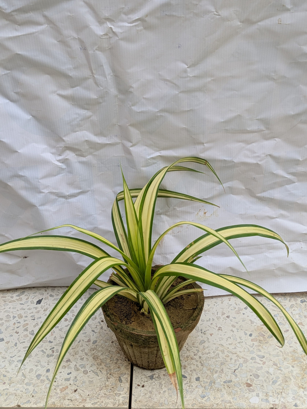 Kewra Pandanus variegated veitchii small