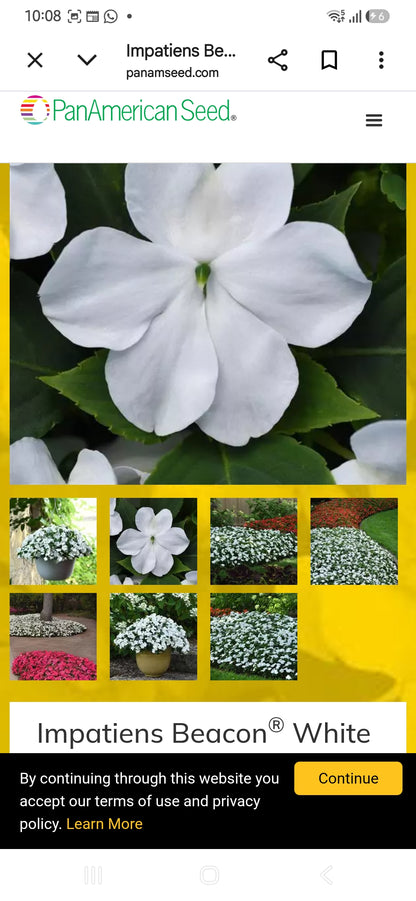 Impatiens Beacon f1  seedling per dozen