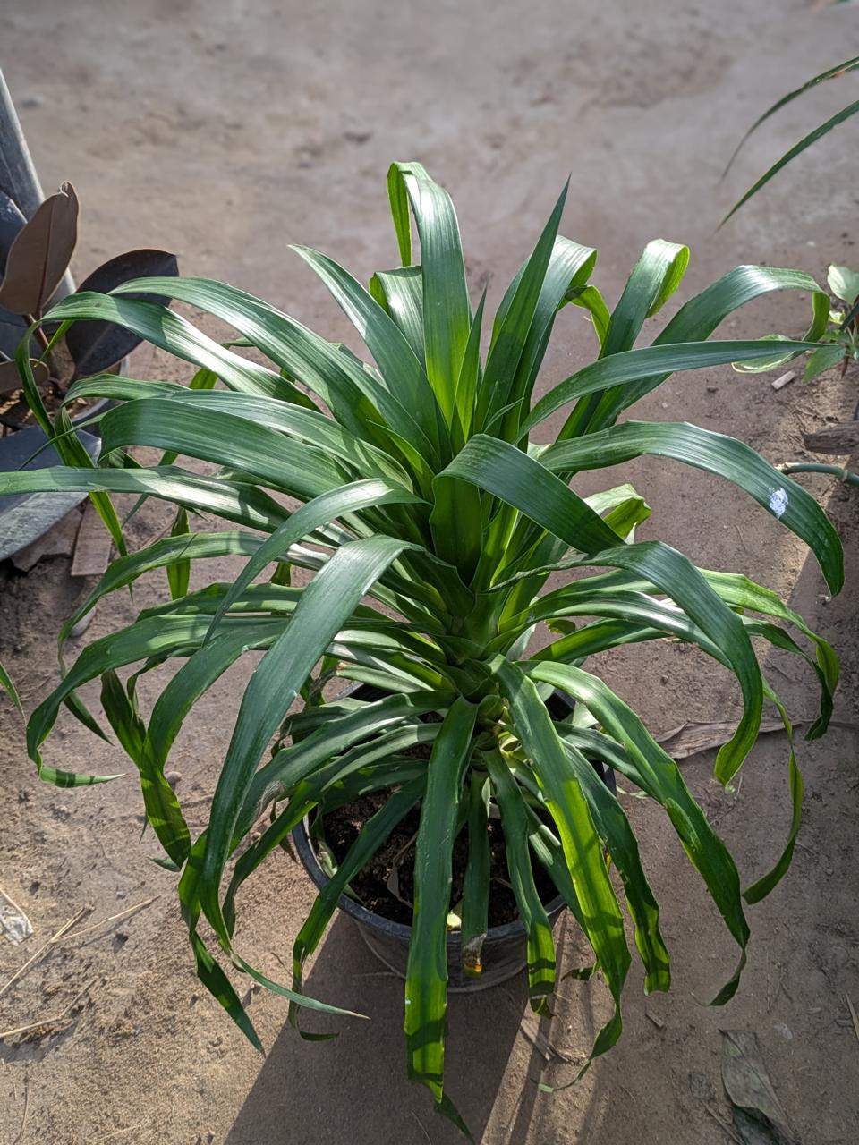 Dracena draco