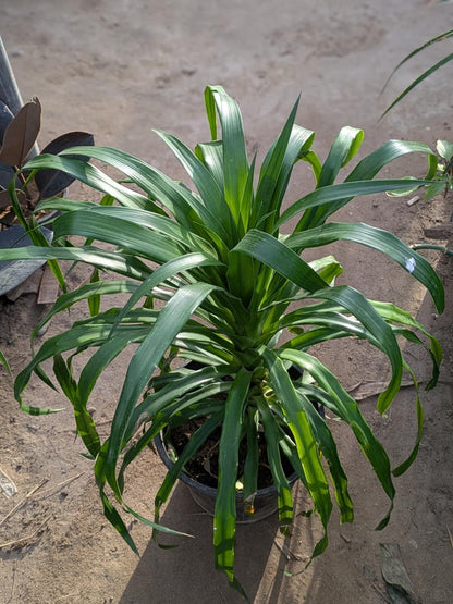 Dracena draco