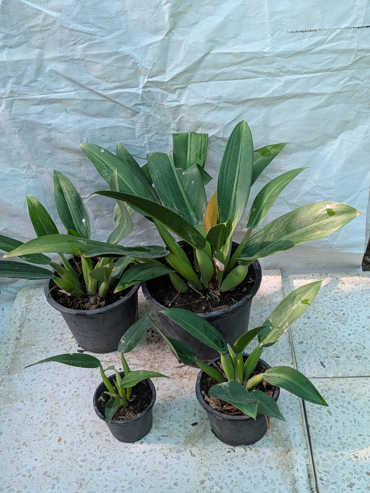 Philodendron fat boy