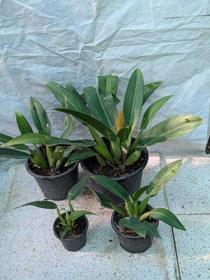 Philodendron fat boy