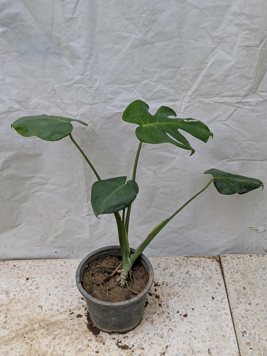 Monstera deliciosa