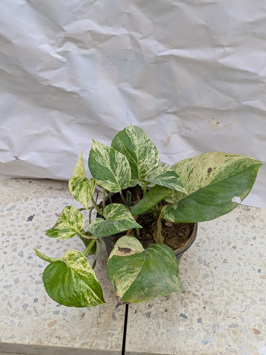 Money plant marble queen (pothos epipremnum aureum)
