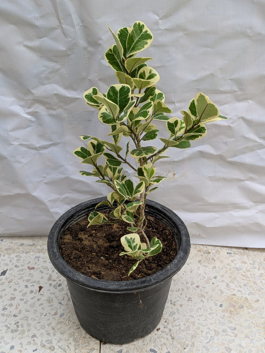 Ficus triangularis variegata