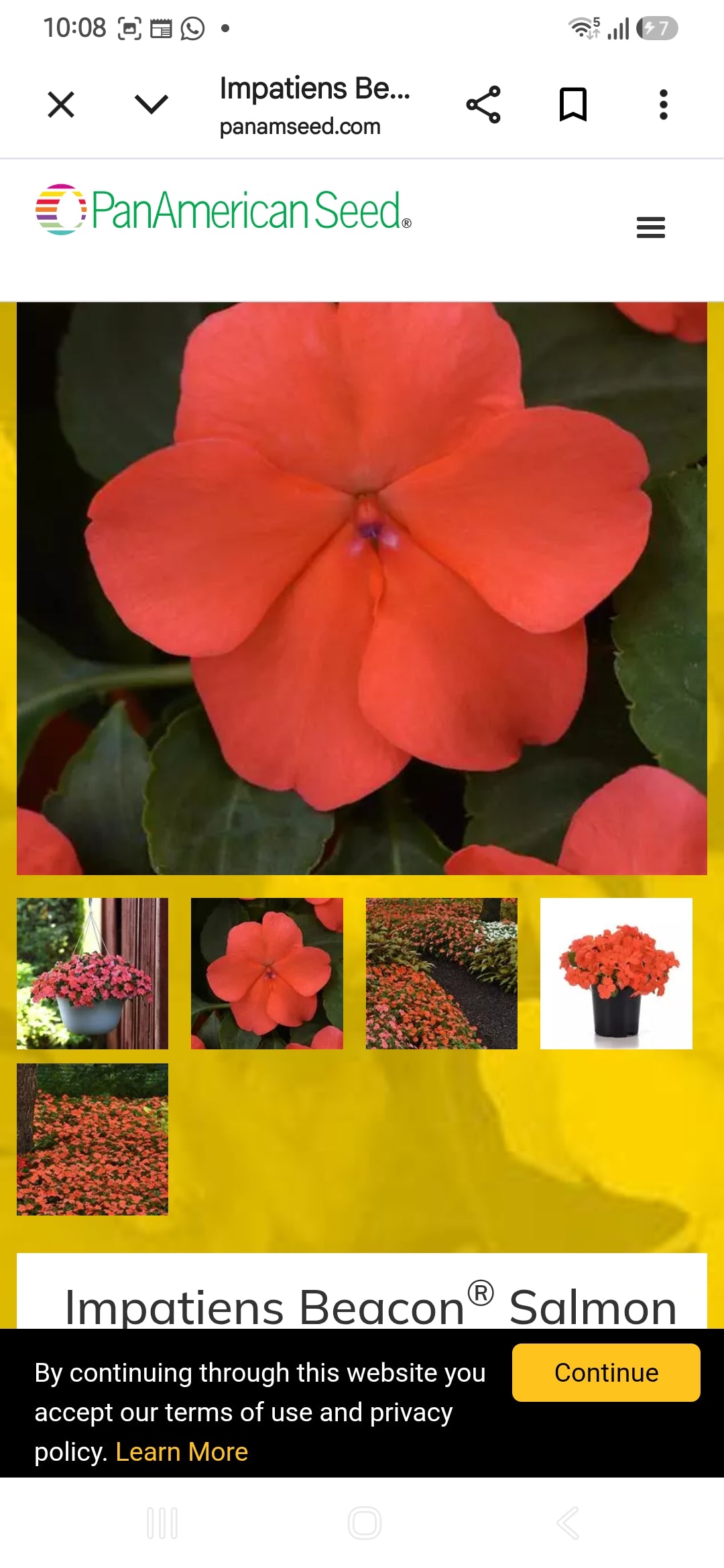Impatiens Beacon f1  seedling per dozen