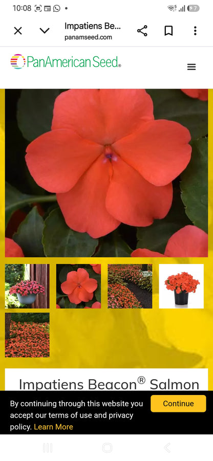 Impatiens Beacon f1  seedling per dozen