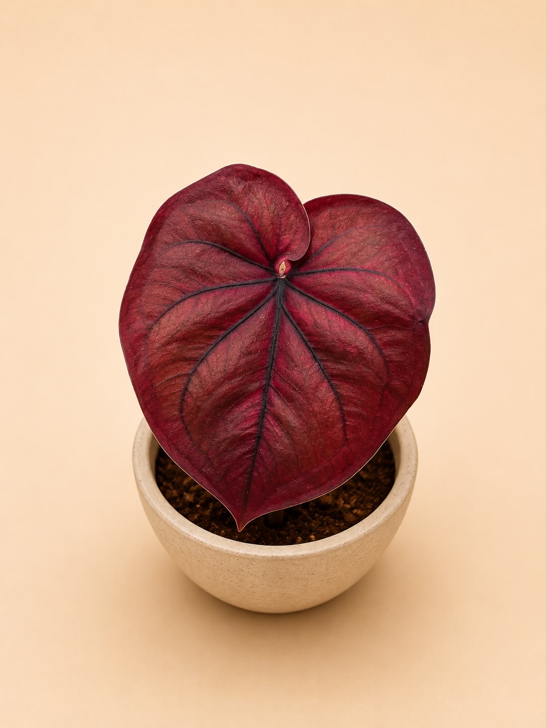 Caladium
