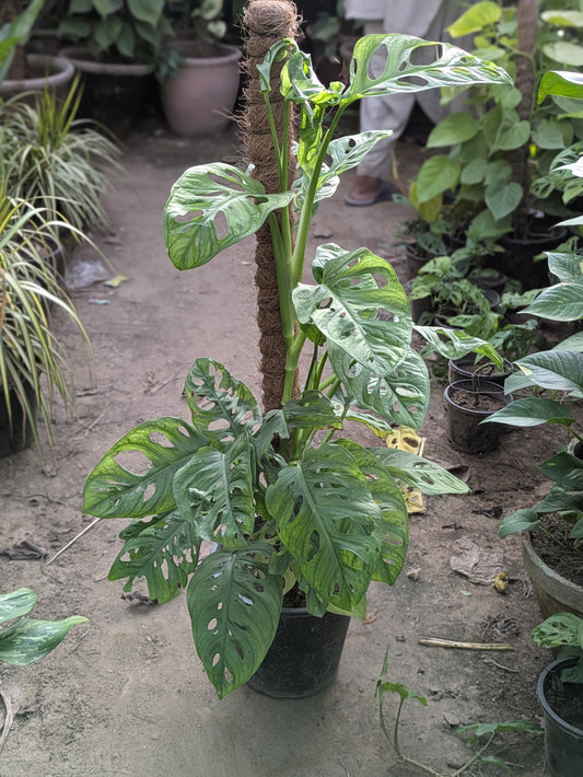 Broken heart (Monstera adansonii)