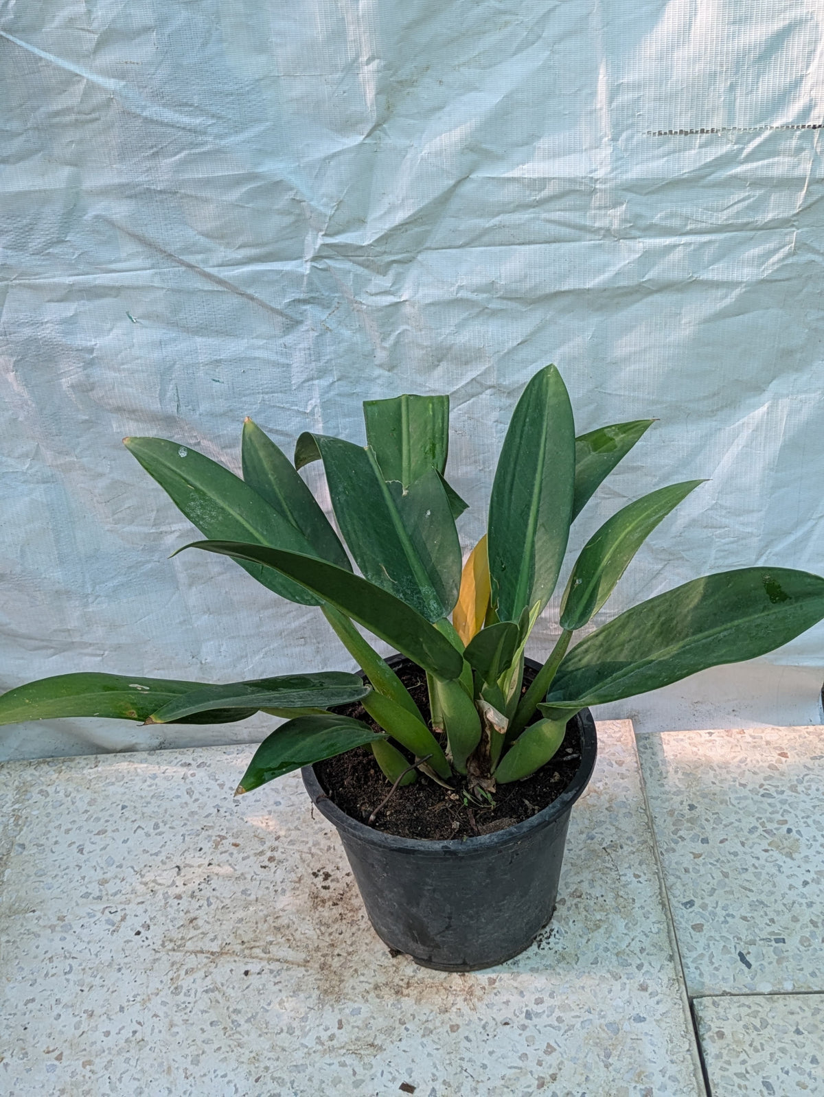 Philodendron fat boy