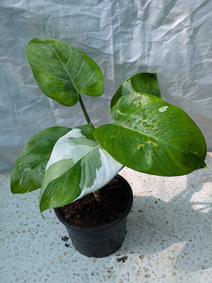 Philodendron white wizard