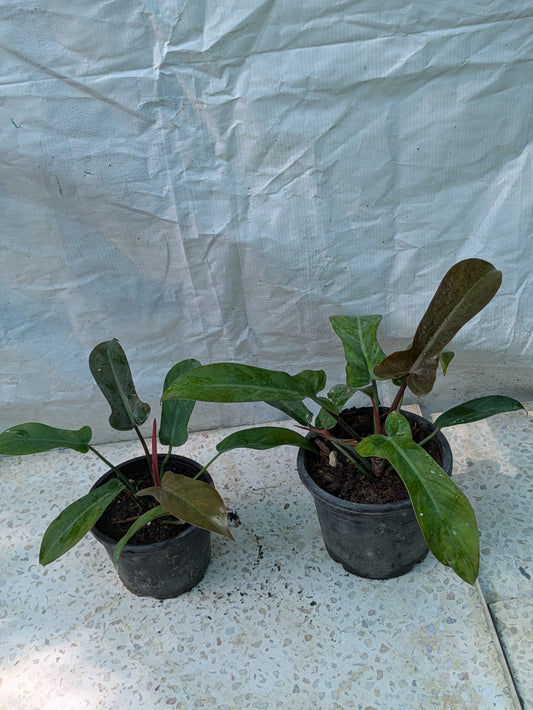 PHILODENDRON FLORIDA BRONZE