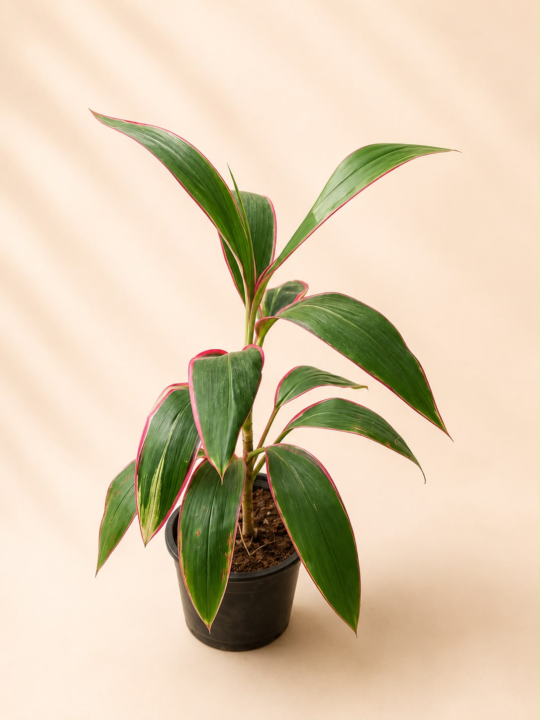Cordyline fruticosa John klass