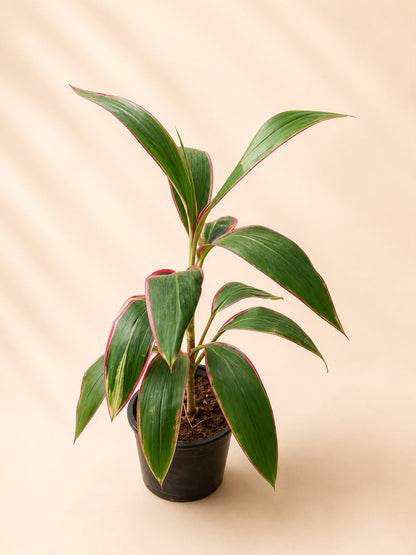 Cordyline fruticosa John klass