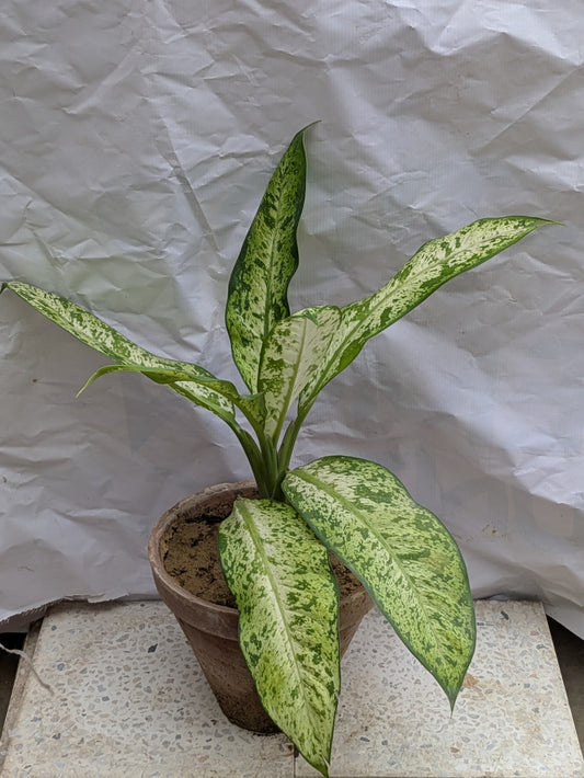 Dieffenbachia thai