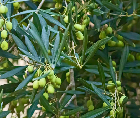 Olive (Olea europaea)
