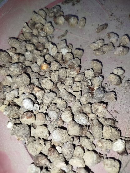 Thai Caladium bulbs