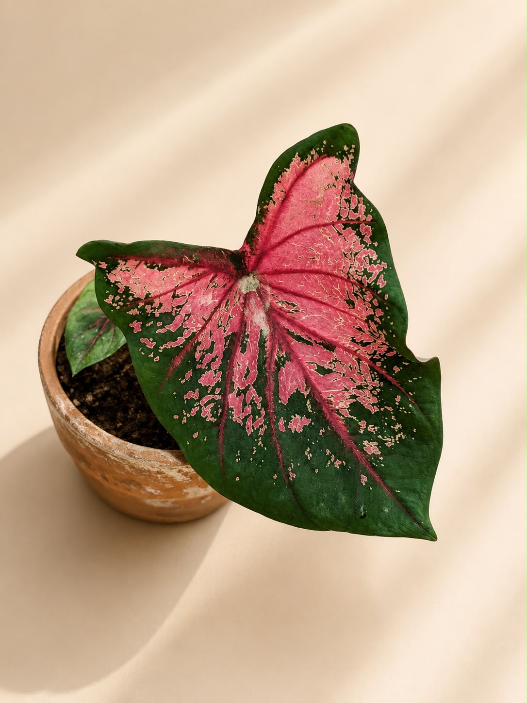 Caladium