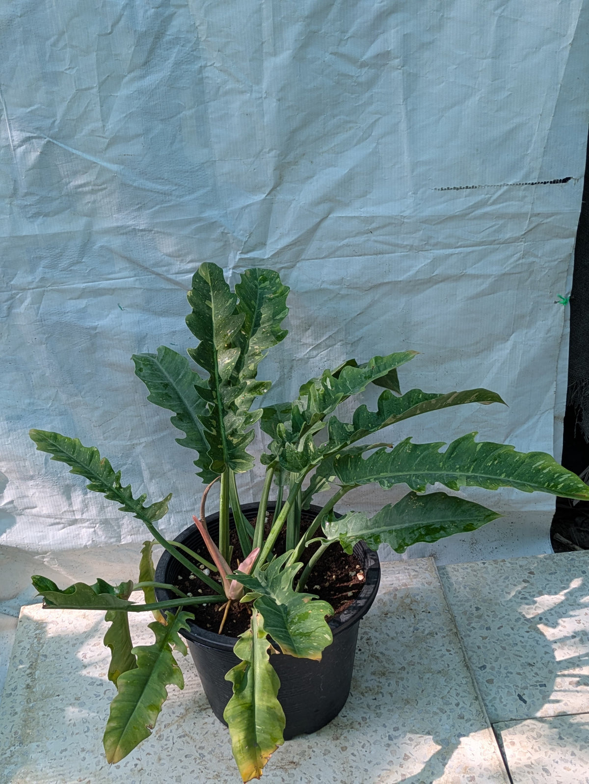 Philodendron ring of fire verigated