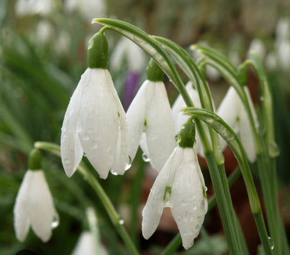 Galanthus snowdrop