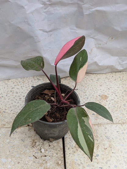 Philodendron pink princess